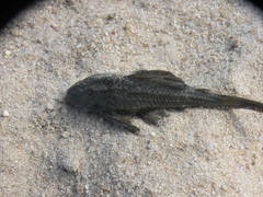 Hypostomus