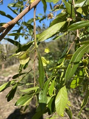 Dodonaea viscosa angustifolia