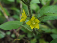 Lysimachia japonica