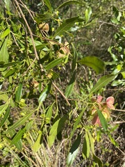 Dodonaea viscosa angustifolia