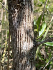 Dodonaea viscosa angustifolia
