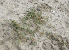 Petrosimonia brachiata