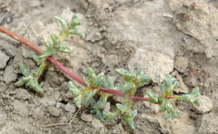 Petrosimonia brachiata