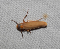 Sozusa scutellata
