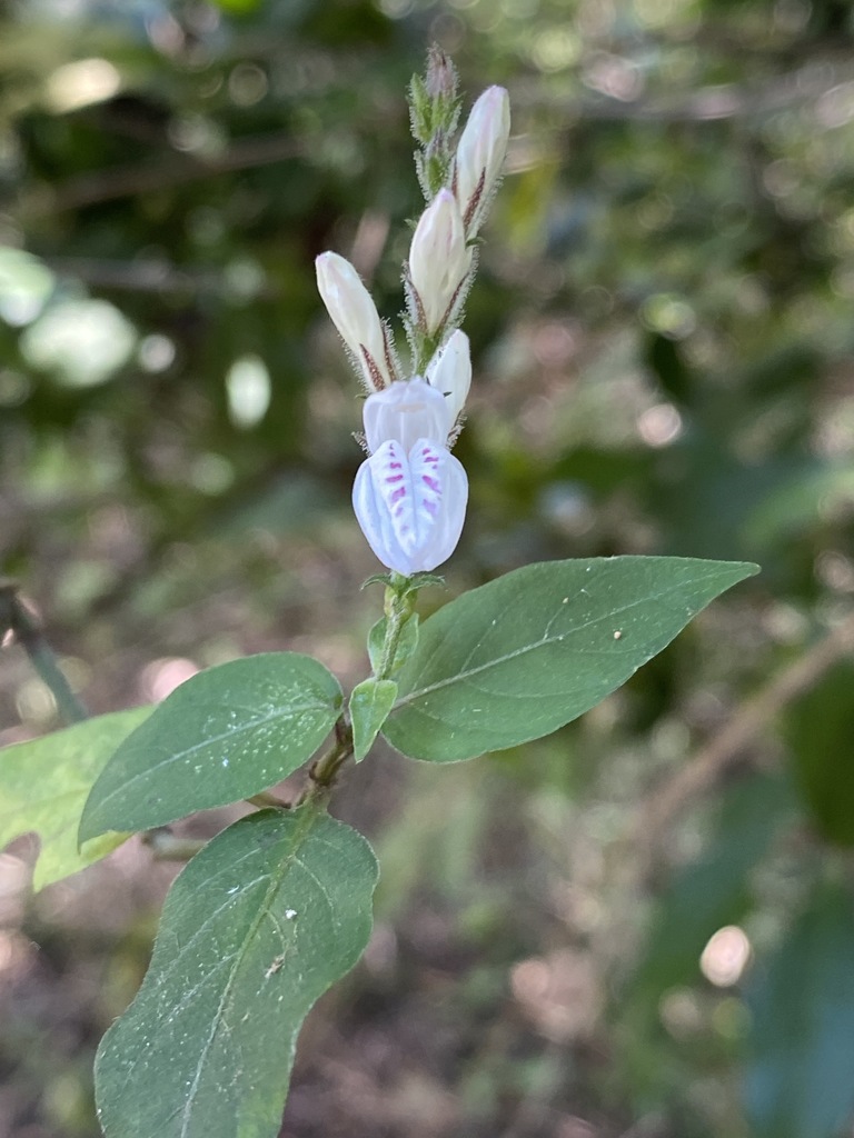 Isoglossa delicatula