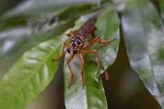 Smeryngolaphria numitor