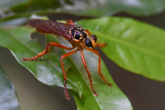 Smeryngolaphria numitor