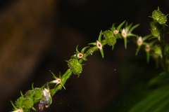 Spigelia hamelioides
