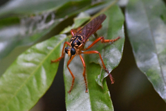 Smeryngolaphria numitor