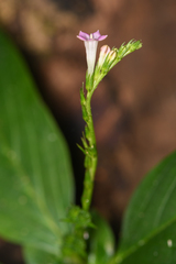 Spigelia hamelioides