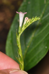 Spigelia hamelioides