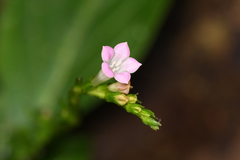 Spigelia hamelioides