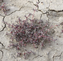 Petrosimonia brachiata