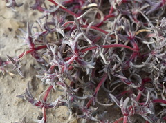 Petrosimonia brachiata