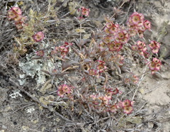 Pyankovia brachiata