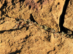 Paronychia macrosepala