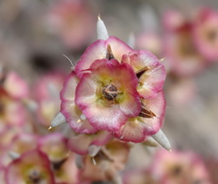 Pyankovia brachiata