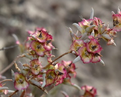 Pyankovia brachiata