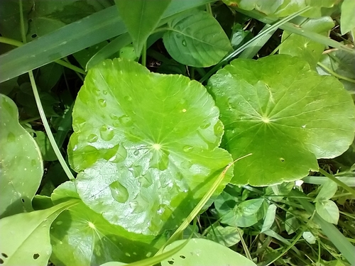 Hydrocotyle bonariensis image