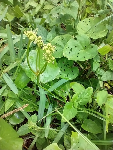 Hydrocotyle bonariensis image