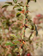 Rosa turcica