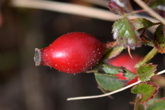 Rosa turcica