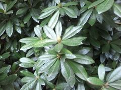 Rhododendron