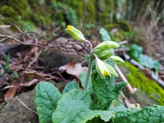 Primula veris canescens