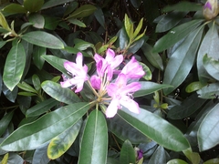 Rhododendron