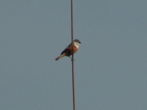 Marsh Seedeater (Sporophila palustris), photo 5