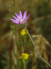 Xeranthemum squarrosum