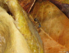 Camponotus substitutus