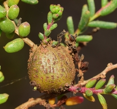 Aceria caulobia