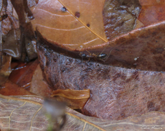 Camponotus substitutus