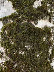 Lewinskya sordida