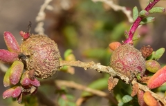 Aceria caulobia