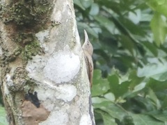 Lepidocolaptes fatimalimae