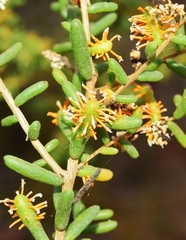 Aecidium suaedae