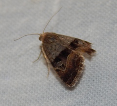 Ozarba megaplaga