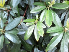 Rhododendron