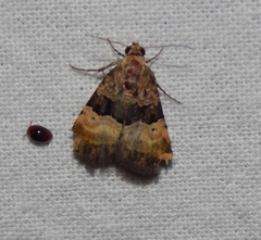 Pseudozarba bipartita