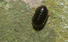 Perisphaerus pygmaeus