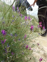 Astragalus stevenianus