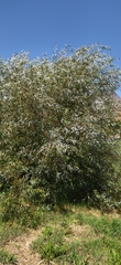 Salix mucronata mucronata