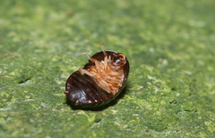 Perisphaerus pygmaeus