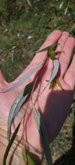 Salix mucronata mucronata