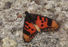 Acraea acara