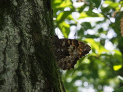 Neope goschkevitschii