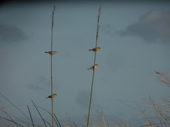 Sporophila palustris