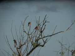 Sporophila palustris